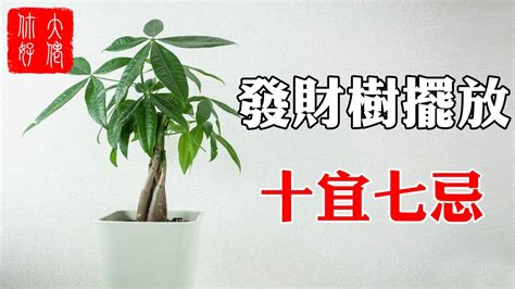 招財樹 風水|發財樹的風水學「擺放禁忌、寓意、送禮」